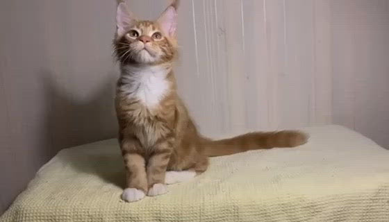 Terry | Maine Coon Kitten | Adopted