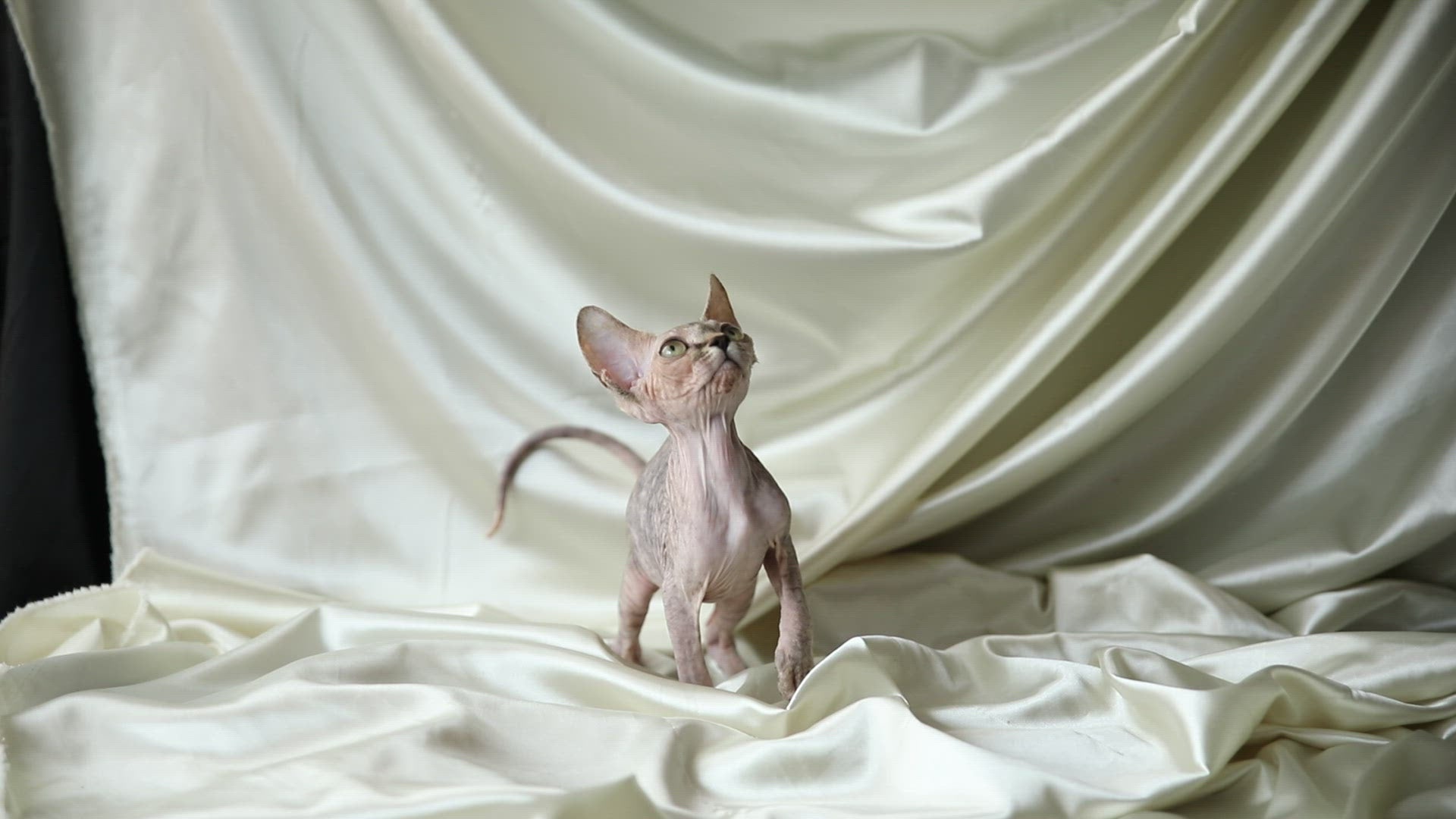 Ivona | Sphynx Kitten | Adopted