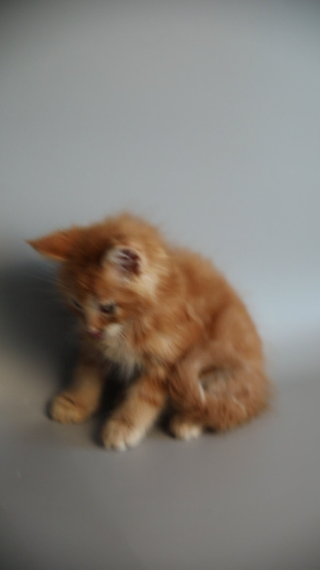 Kaci | Maine Coon Kitten