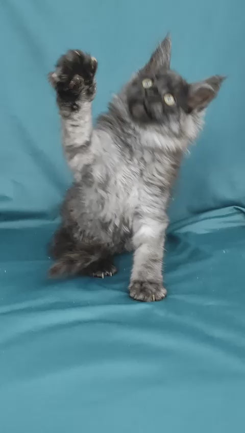 Miranda | Maine Coon Kitten