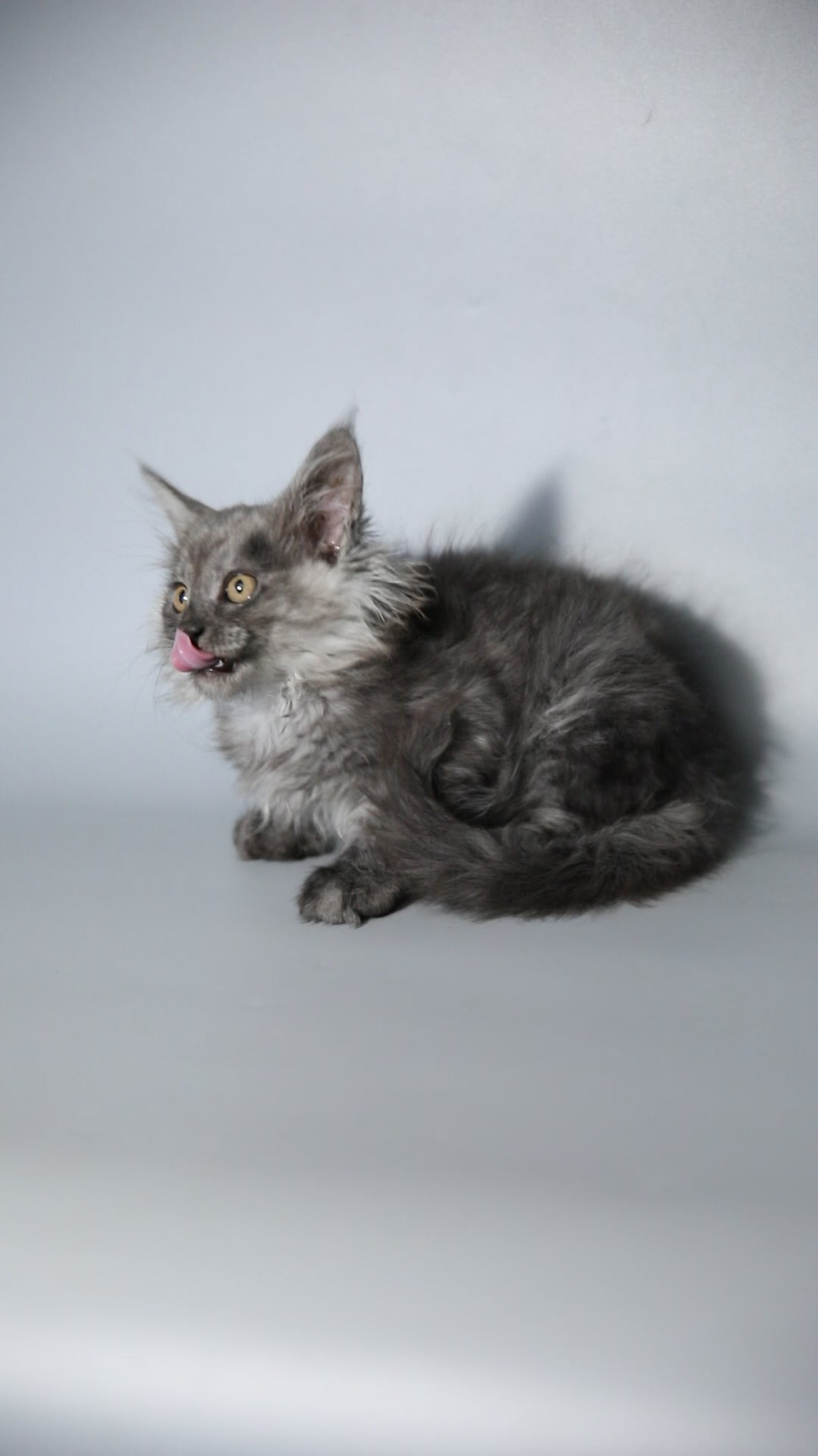 Padma | Maine Coon Kitten