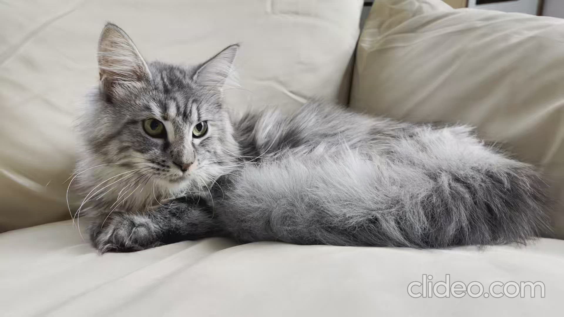 Ophelia | Maine Coon Kitten