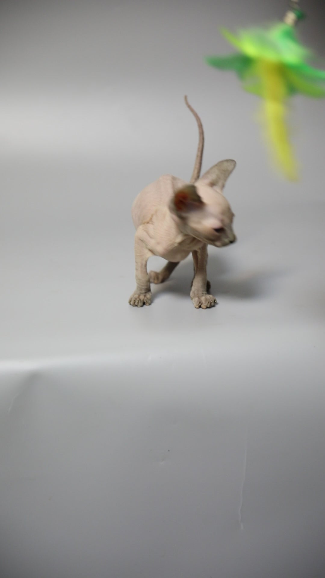 Gus | Sphynx Kitten
