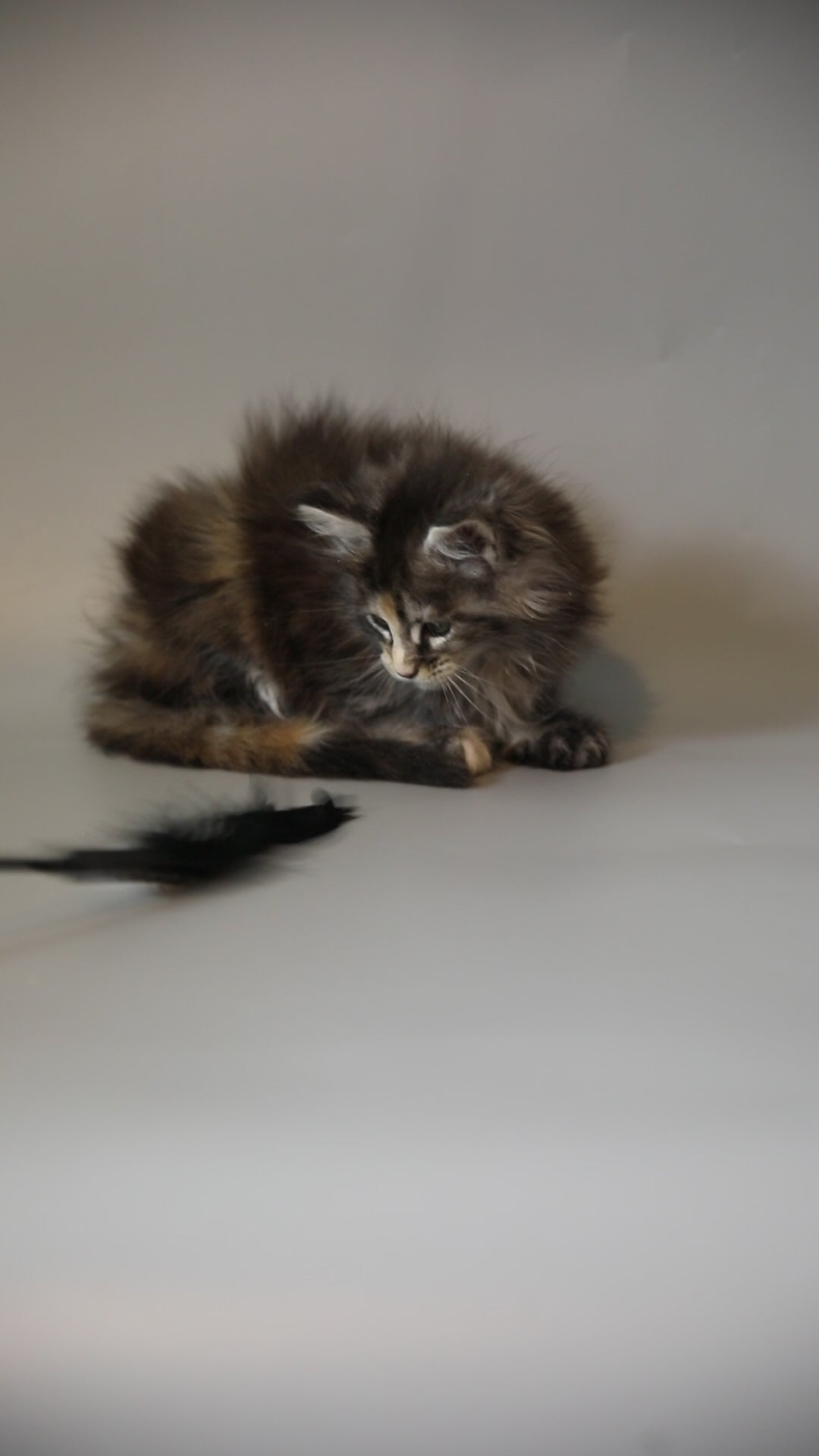 Golubka | Maine Coon Kitten