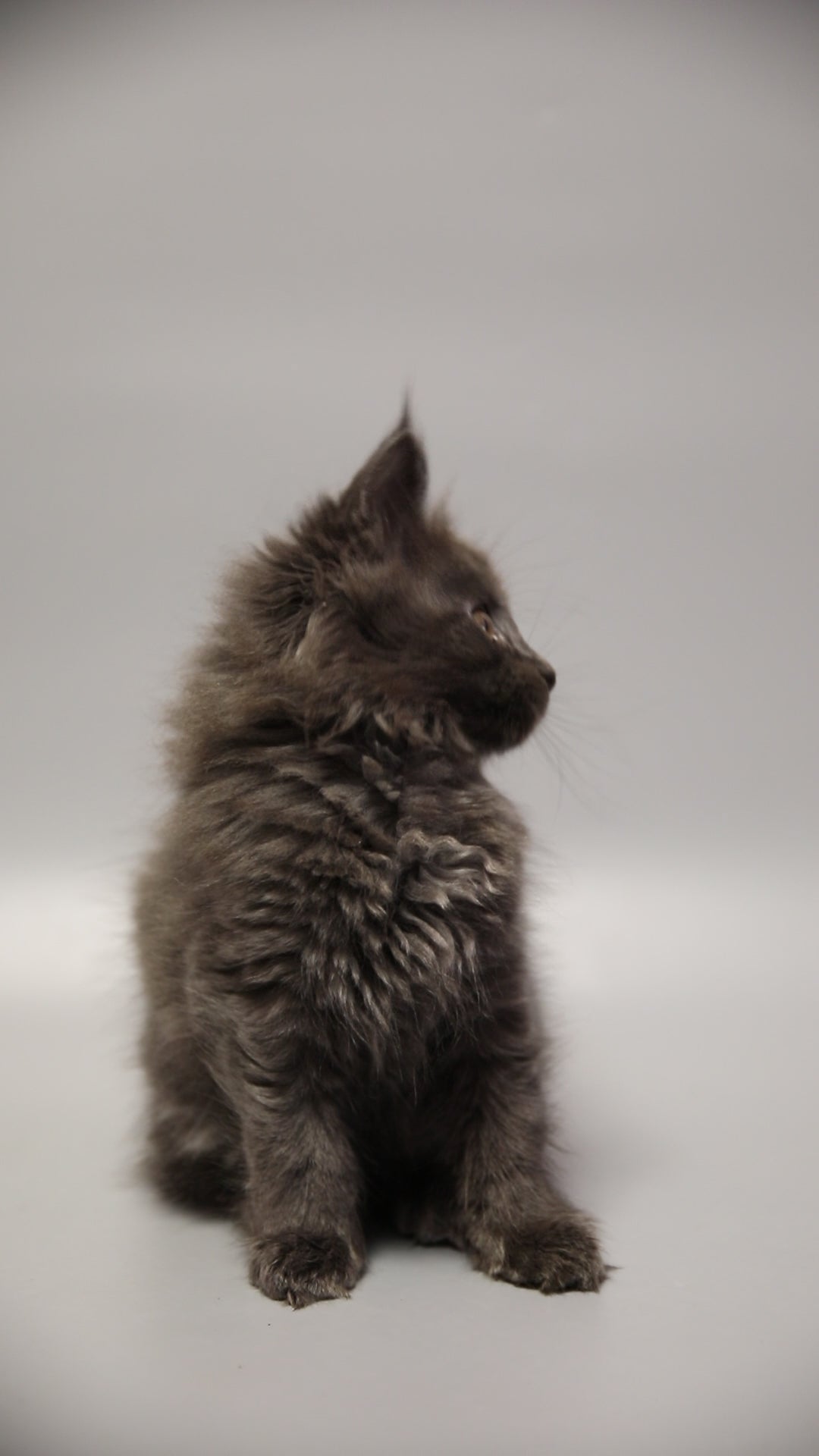 Camilla | Maine Coon Kitten