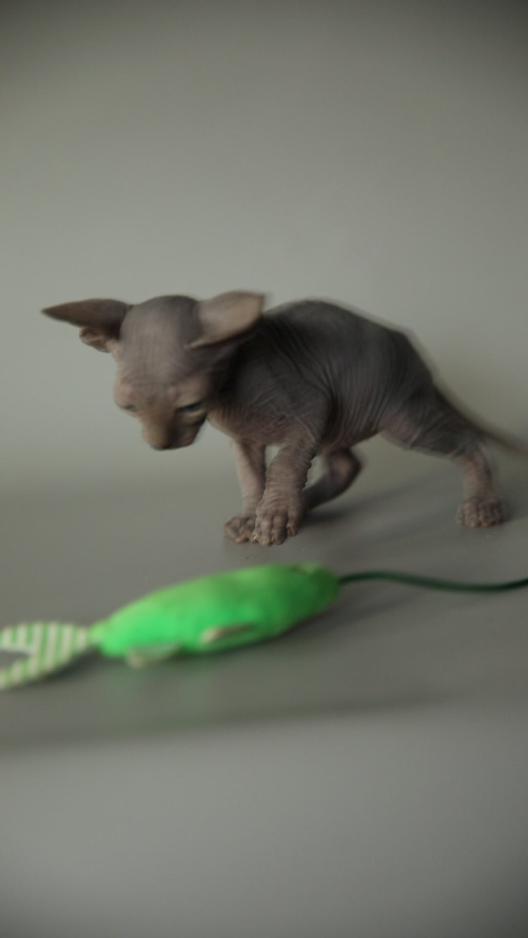Sergio | Sphynx Kitten