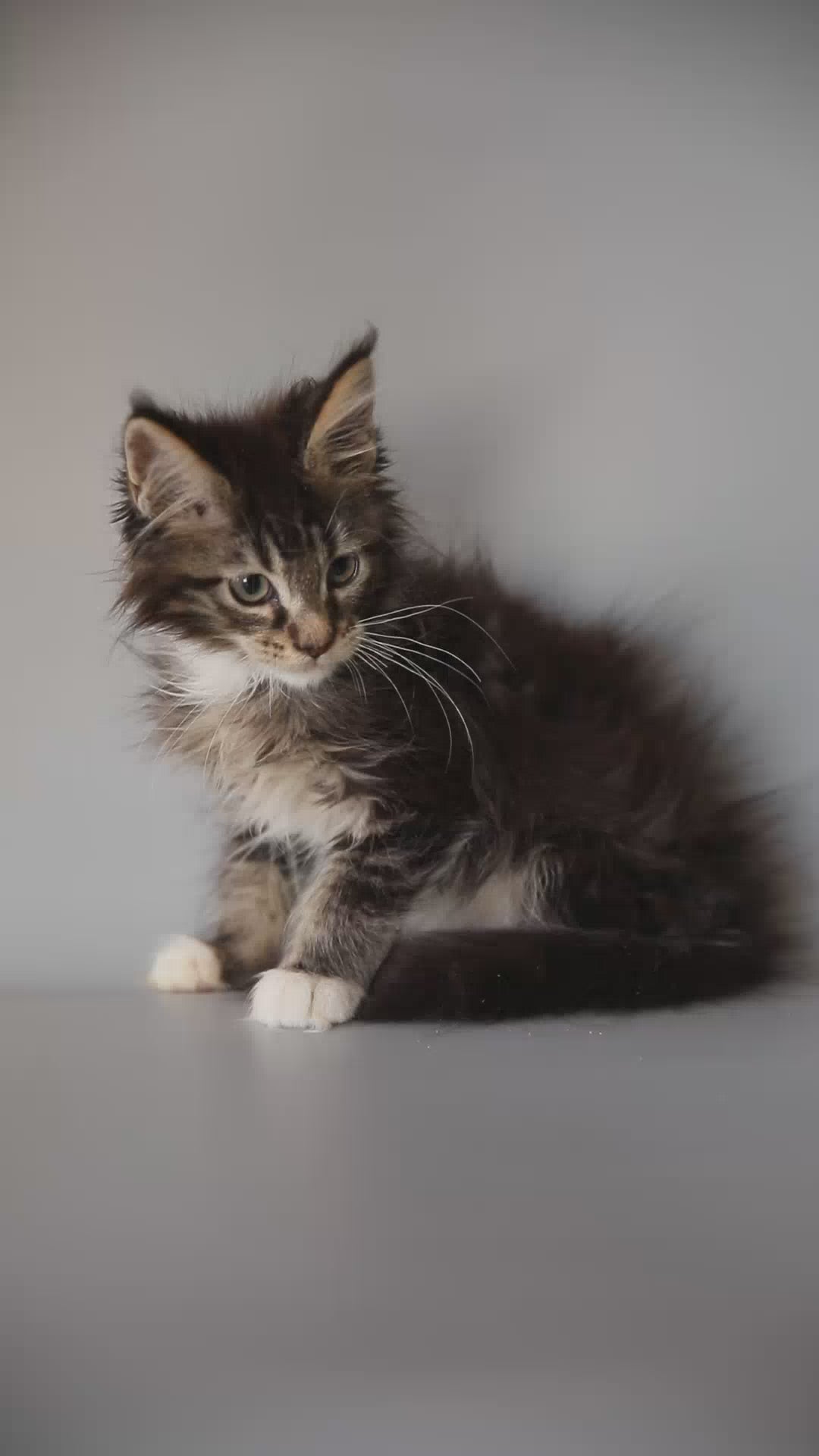 Washington | Maine Coon Kitten