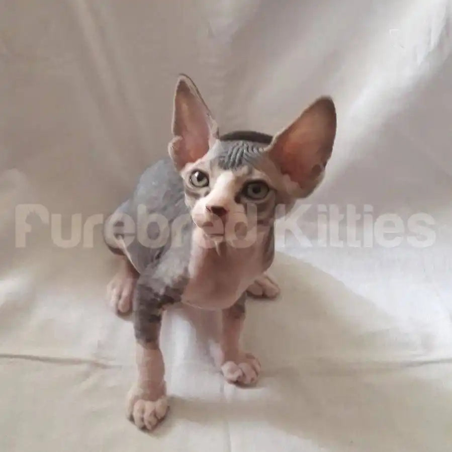 Abby Female Sphynx Kitten | 3 Months Old | Available for