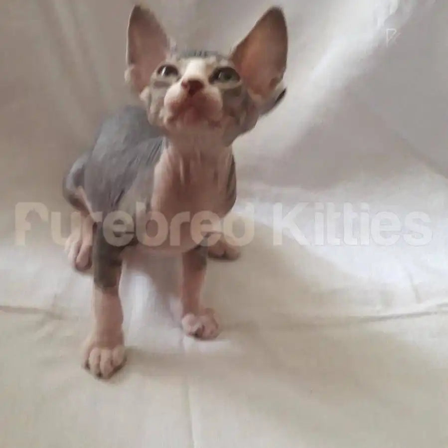 Abby Female Sphynx Kitten | 3 Months Old | Available for