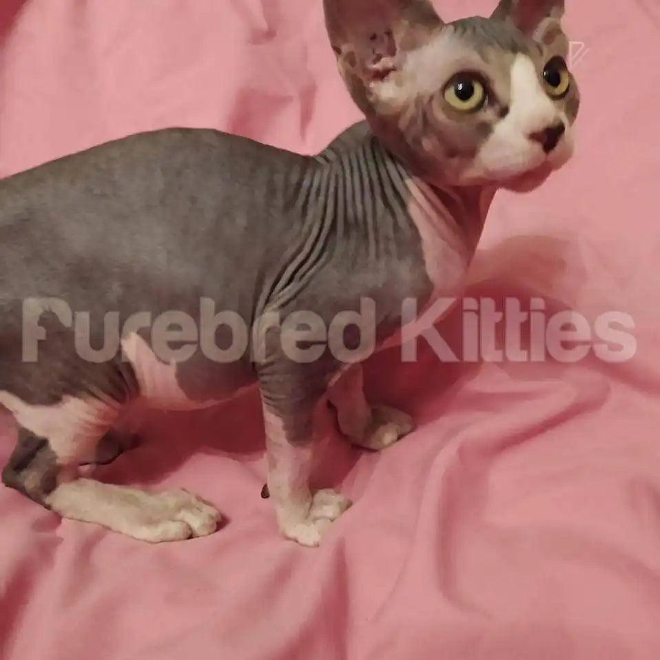 Abby Female Sphynx Kitten | 3 Months Old | Available for