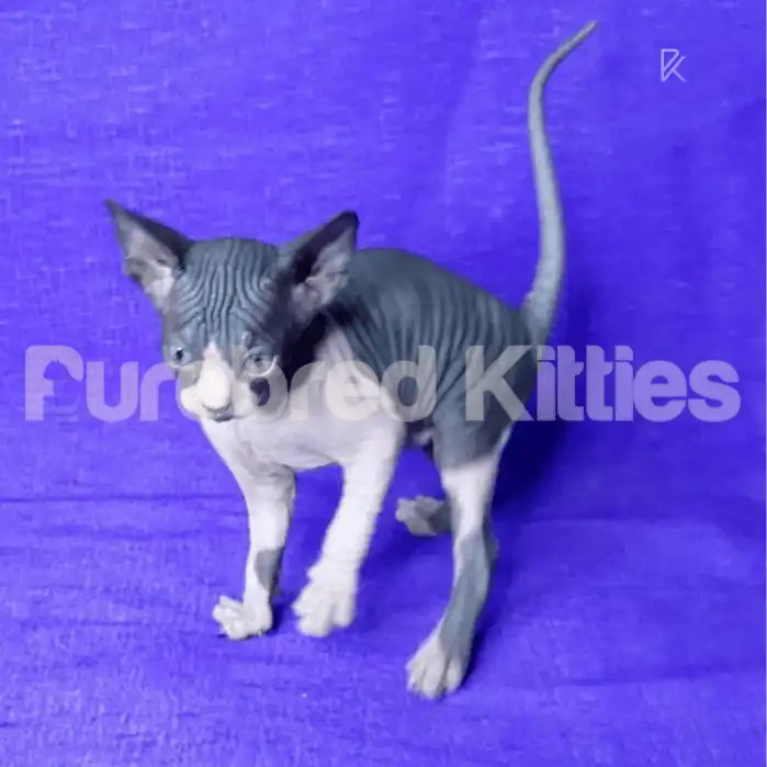 Afina Female Sphynx Kitten | 3 Months Old | Available for