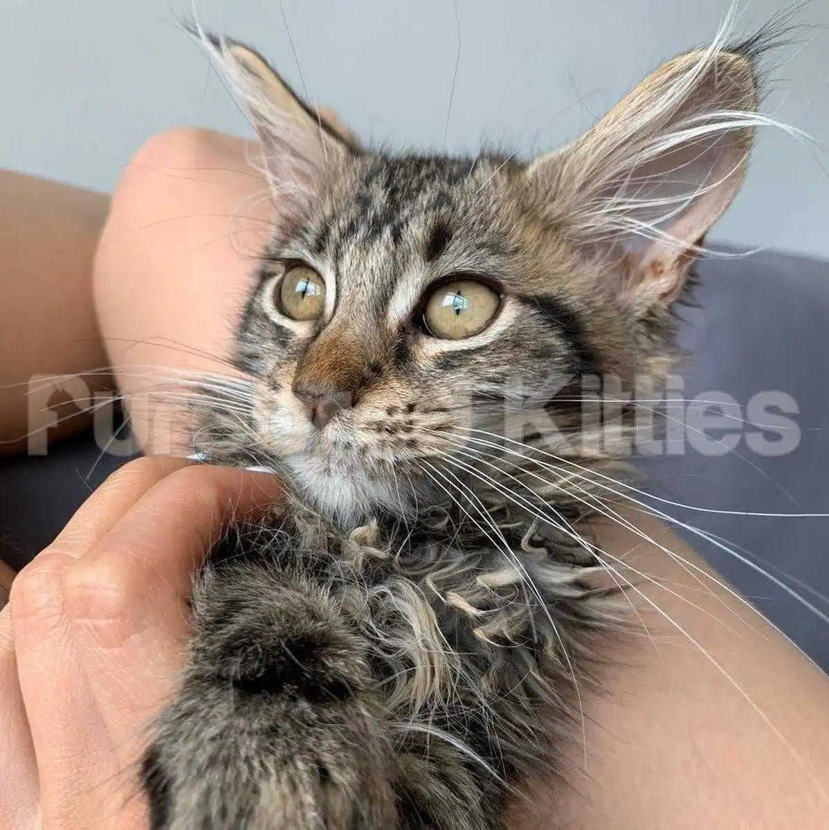 Angel Female Maine Coon Kitten | 3 Months Old | Available