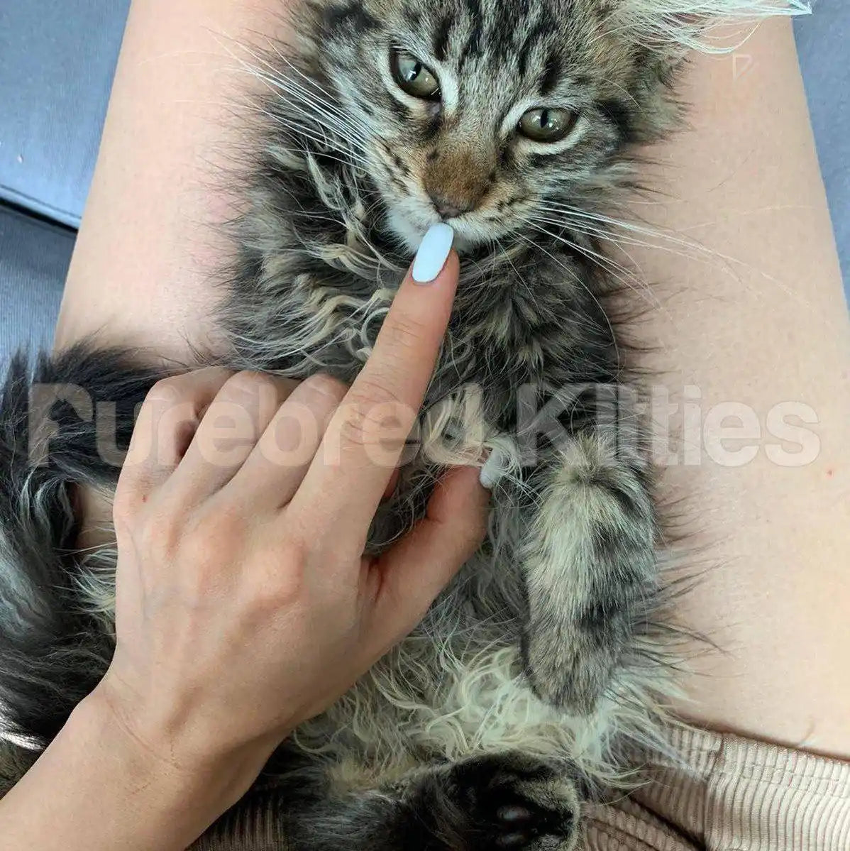 Angel Female Maine Coon Kitten | 3 Months Old | Available