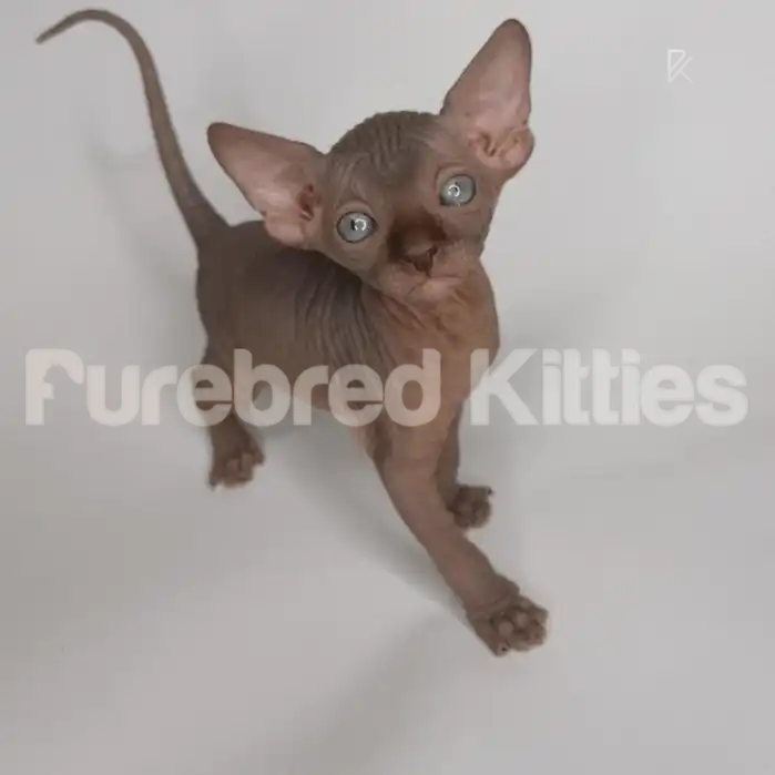 Annie Female Sphynx Kitten | 3 Months Old | Available for