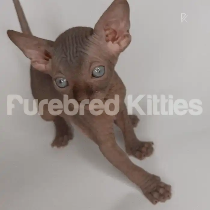 Annie Female Sphynx Kitten | 3 Months Old | Available for