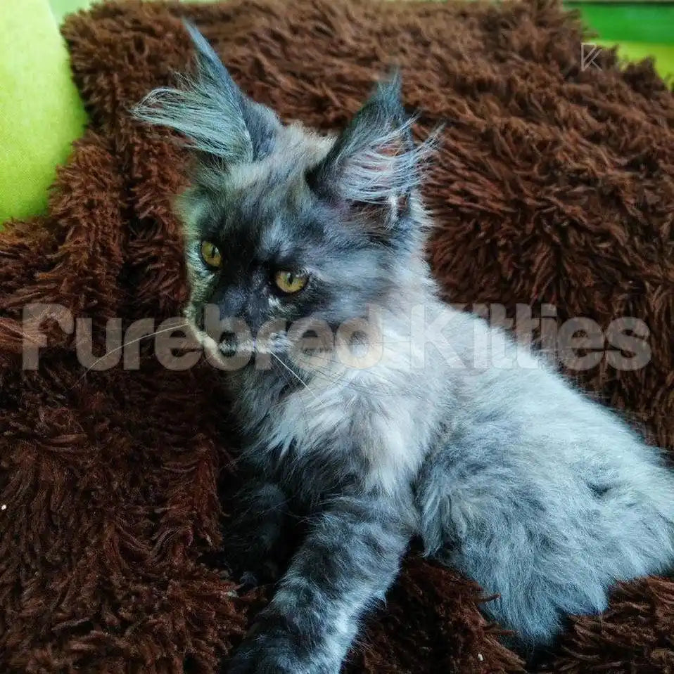 Ash Female Maine Coon Kitten | 3 Month Old | Available for
