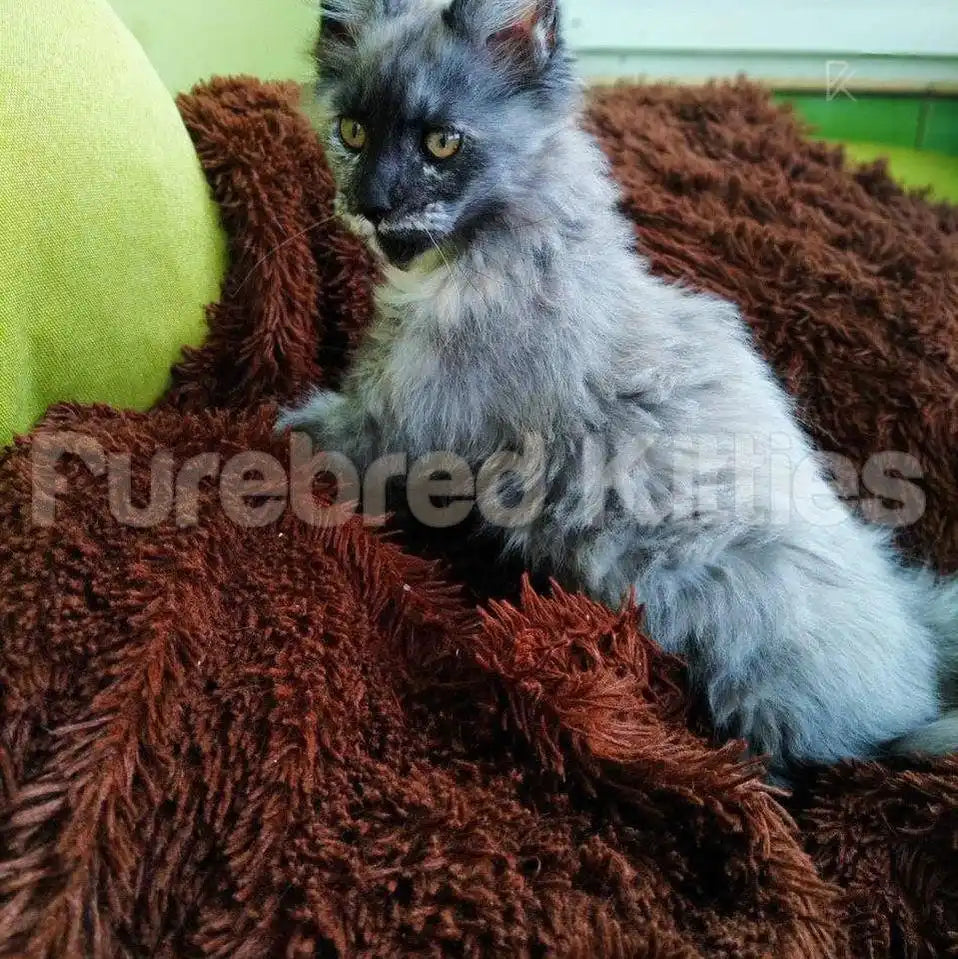 Ash Female Maine Coon Kitten | 3 Month Old | Available for
