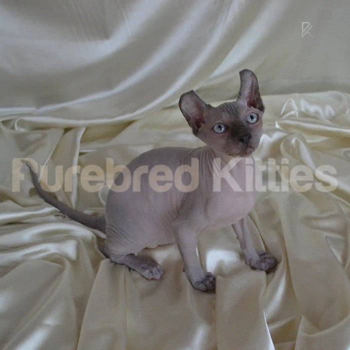 Ash Male Sphynx Kitten | 3 Months Old | Available for Pick