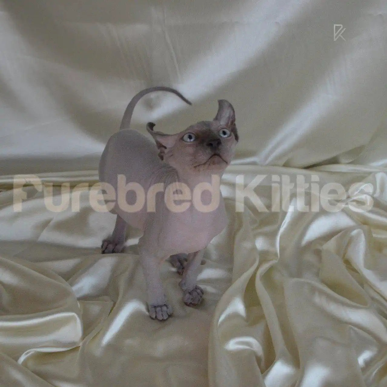 Ash Male Sphynx Kitten | 3 Months Old | Available for Pick
