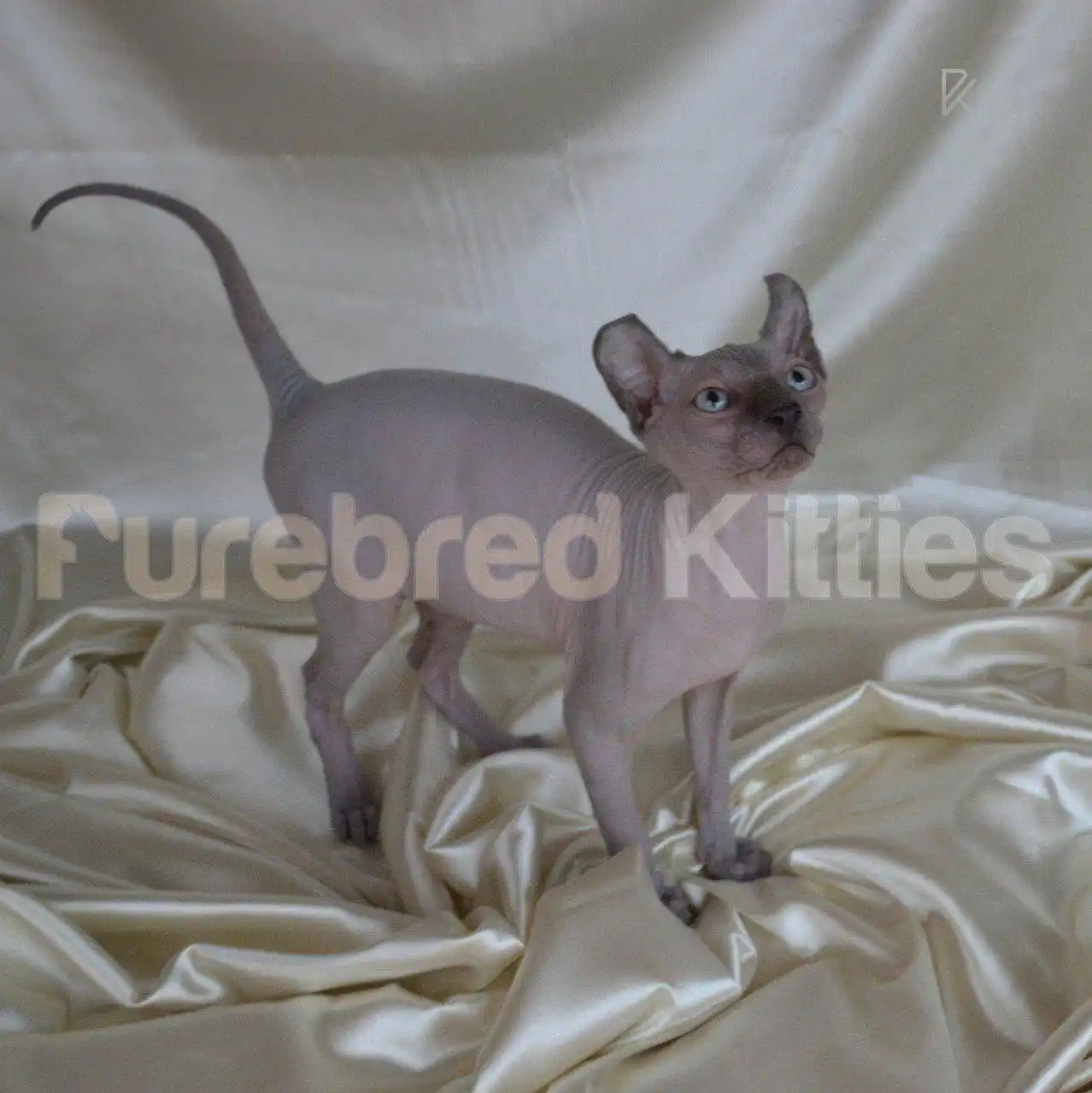Ash Male Sphynx Kitten | 3 Months Old | Available for Pick