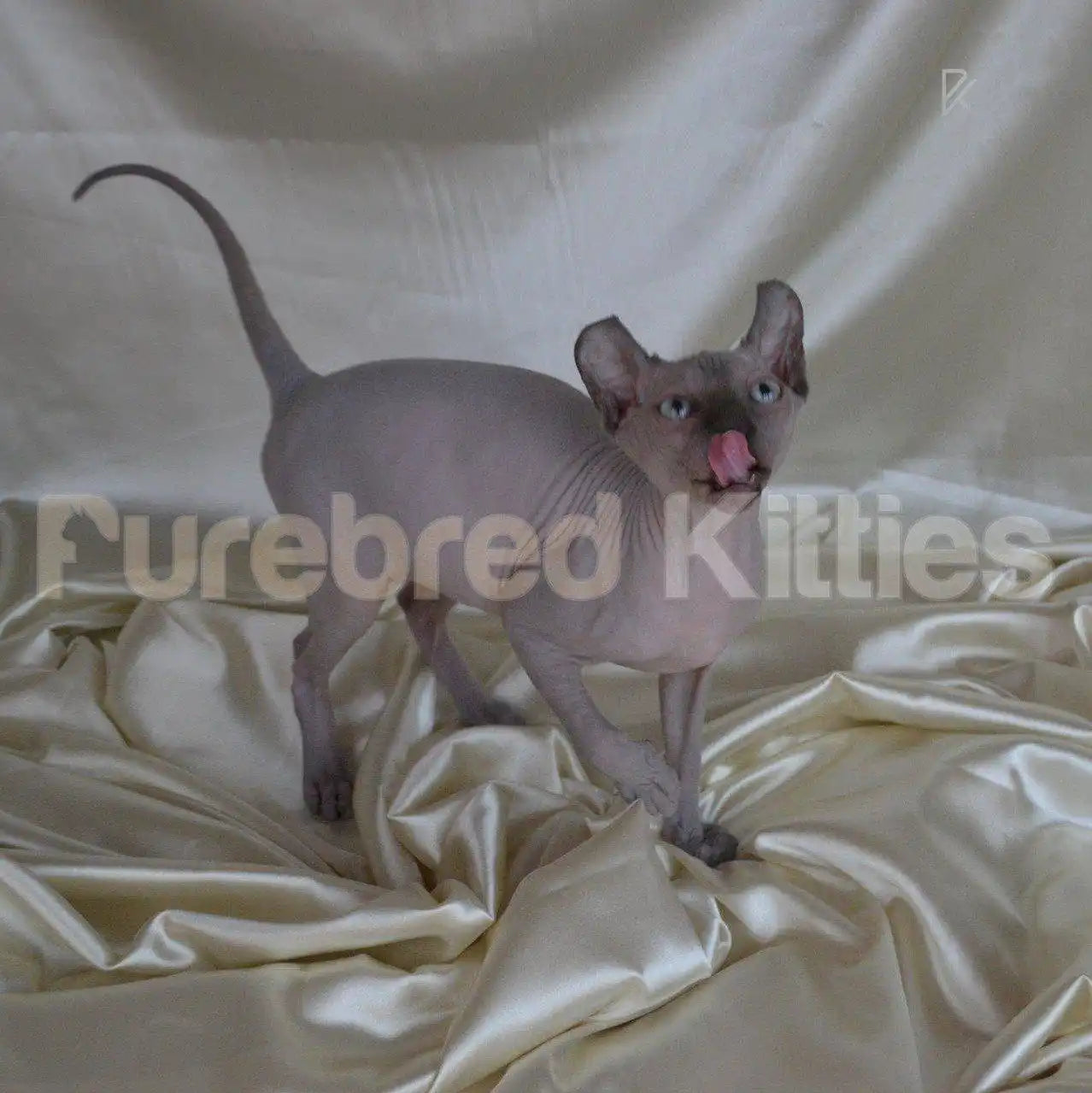 Ash Male Sphynx Kitten | 3 Months Old | Available for Pick