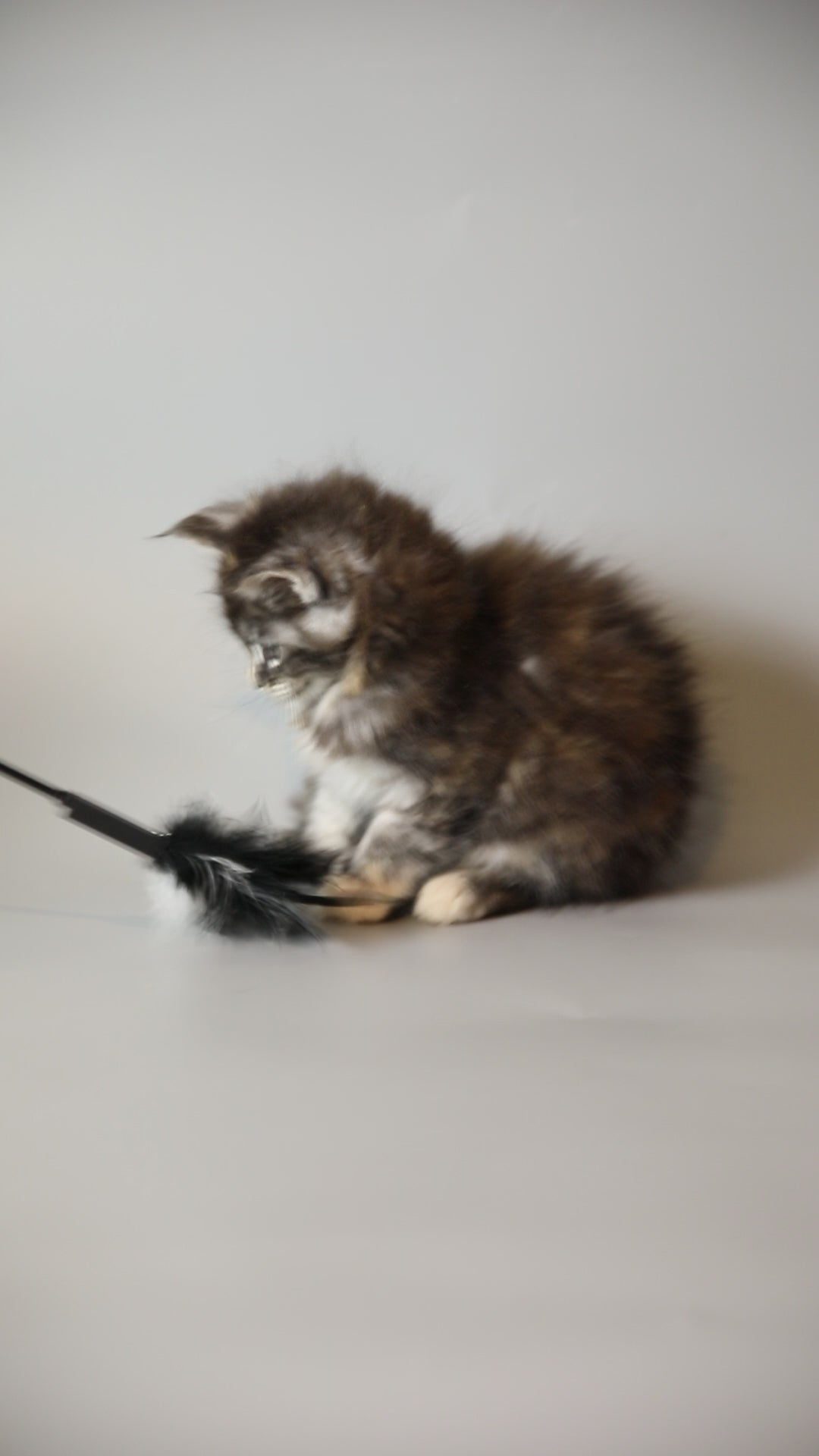 Gabi | Maine Coon Kitten