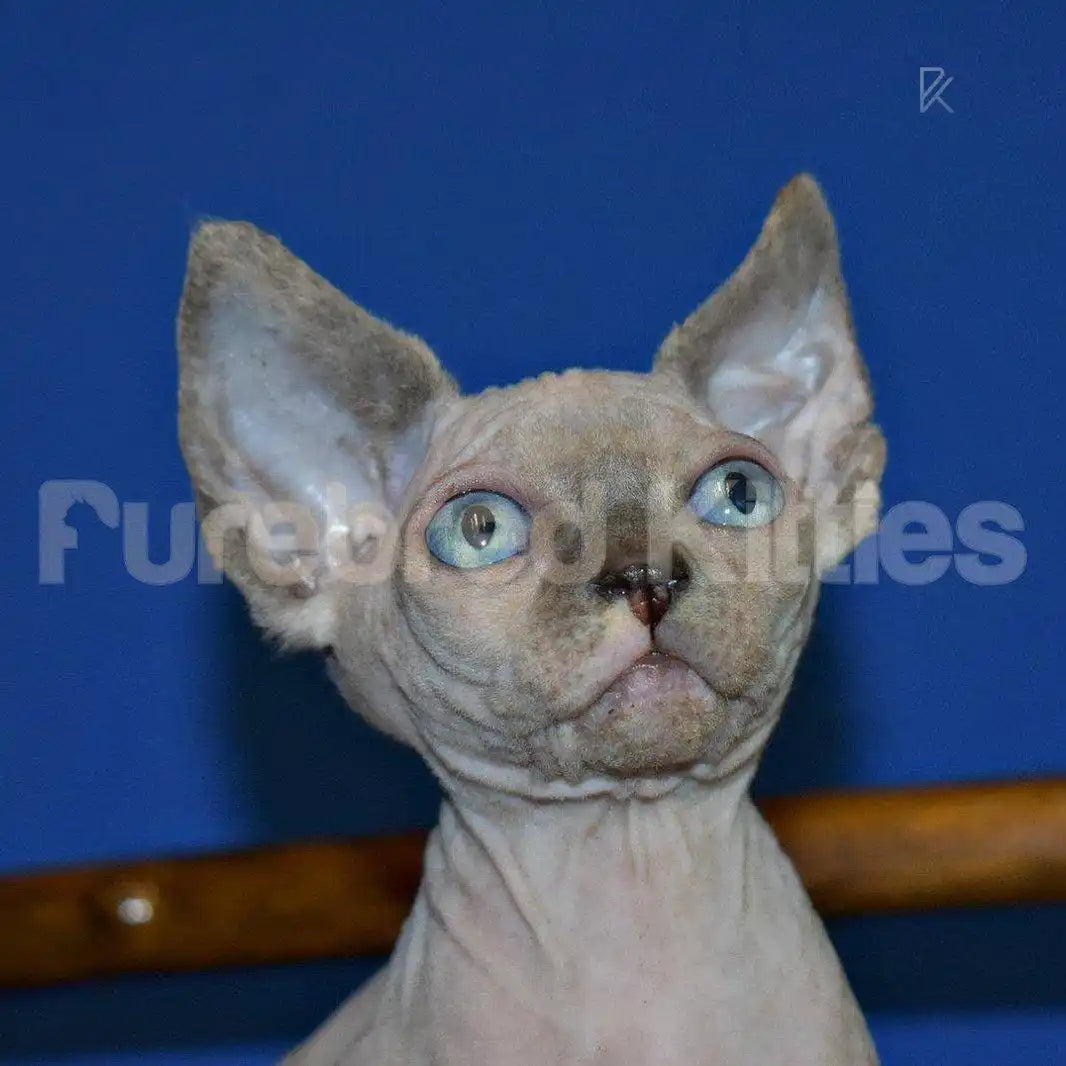 Baby Female Sphynx Kitten | 3 Months Old | Available for