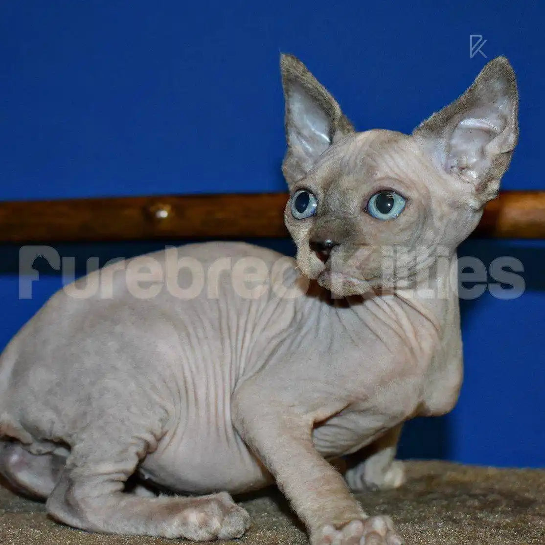 Baby Female Sphynx Kitten | 3 Months Old | Available for