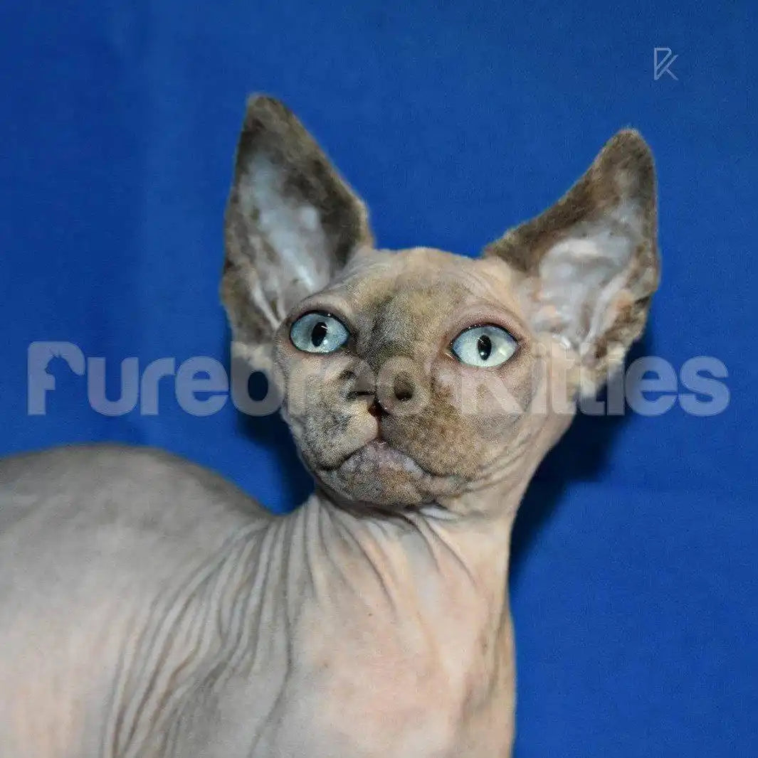 Baby Female Sphynx Kitten | 3 Months Old | Available for