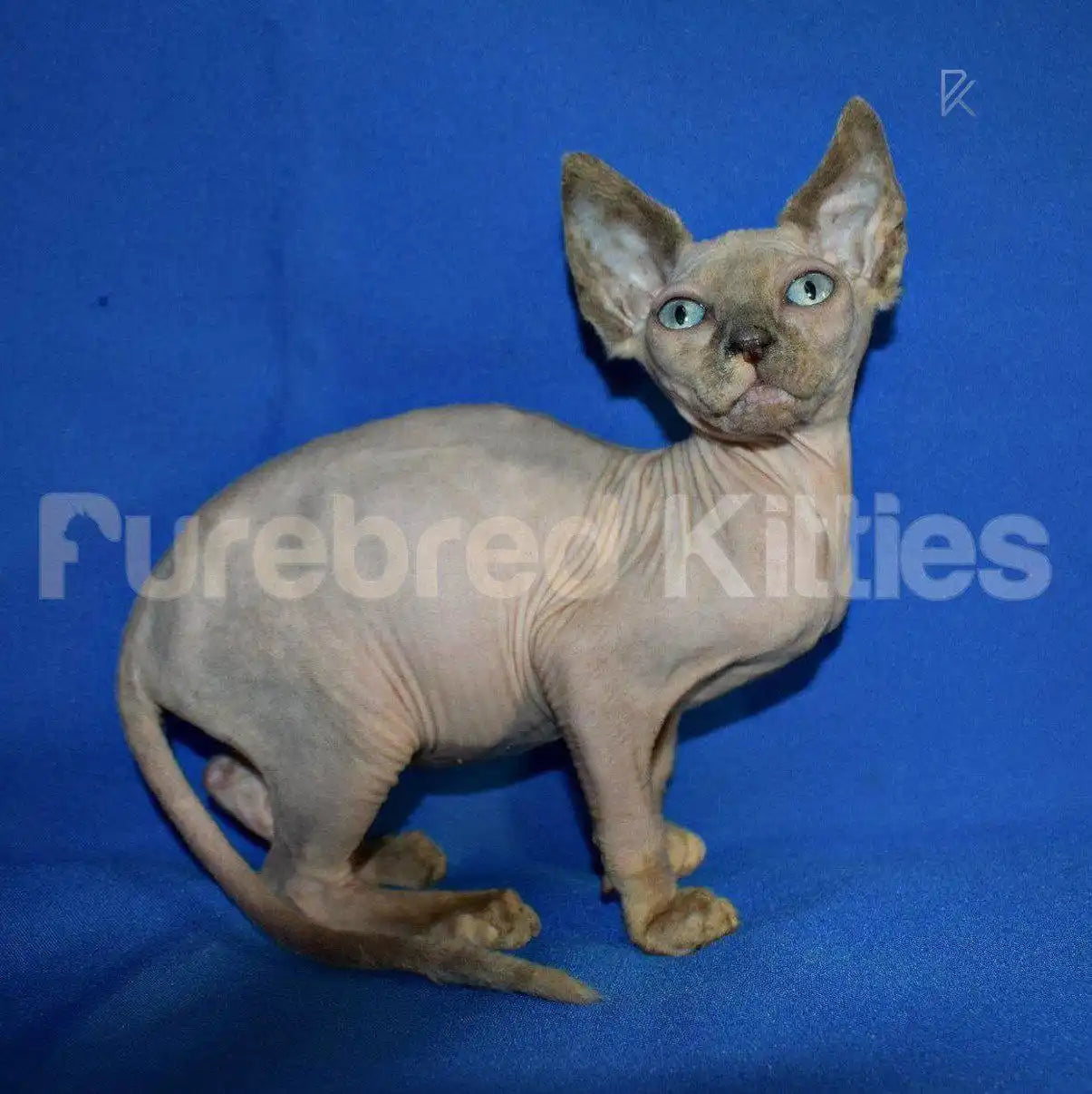 Baby Female Sphynx Kitten | 3 Months Old | Available for