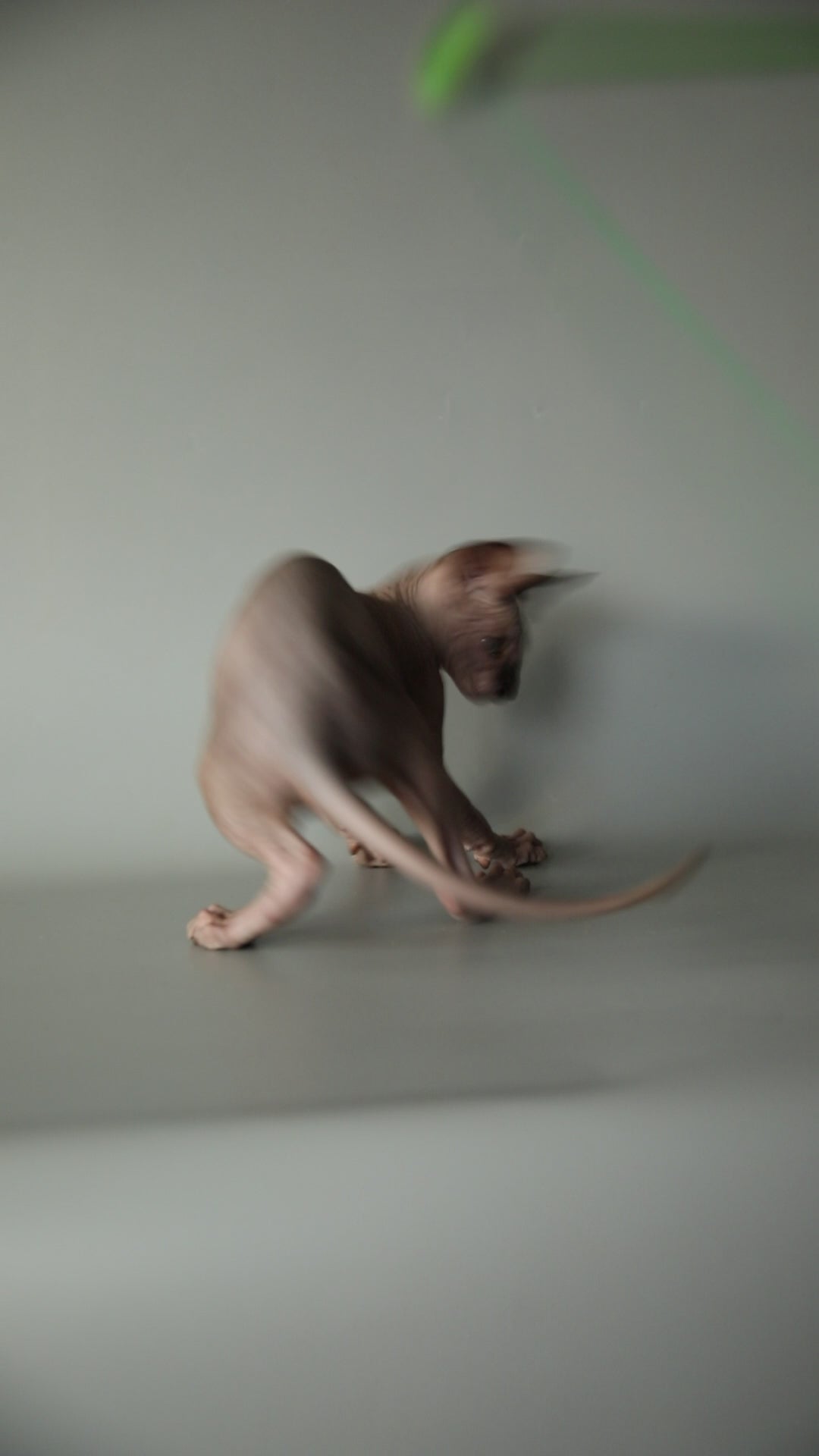 Storm | Sphynx Kitten