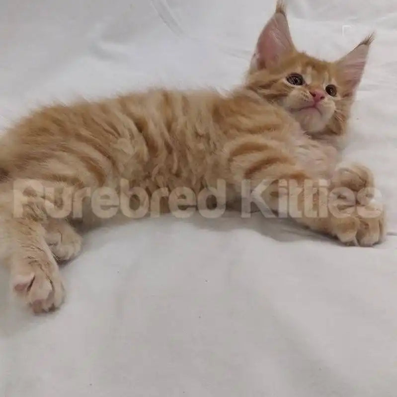 Bandit Male Maine Coon Kitten | 2 Month Old | Available for