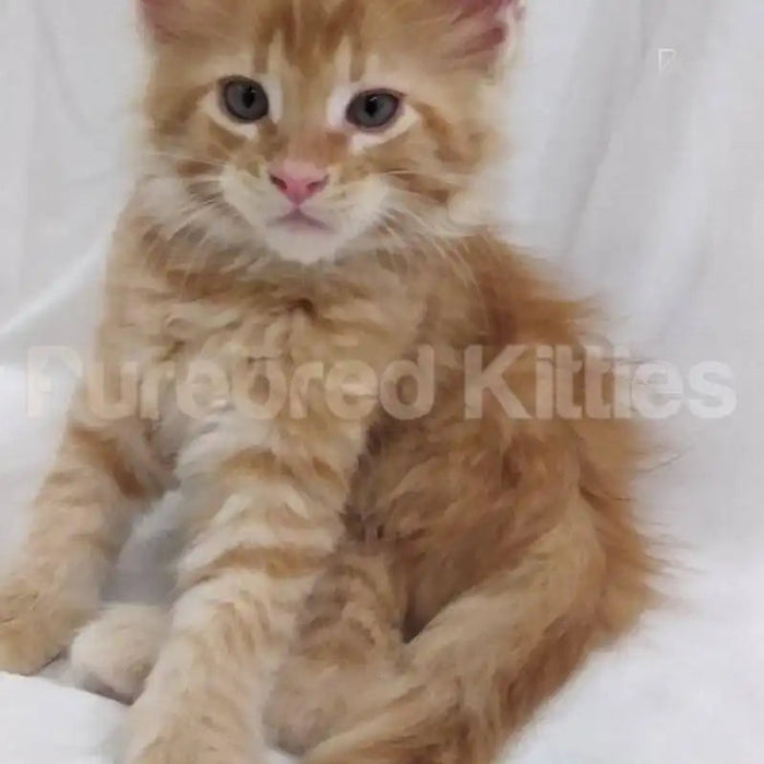 Bandit Male Maine Coon Kitten | 2 Month Old | Available for