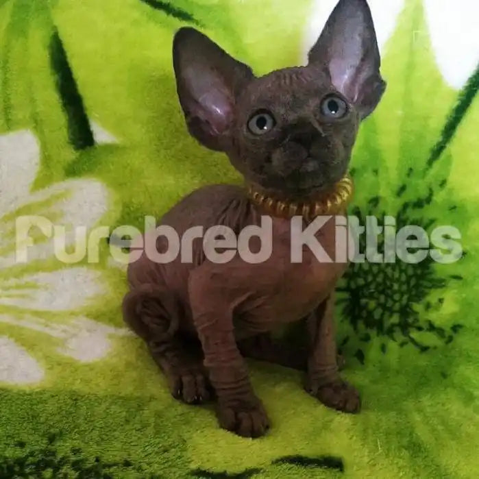 Bandit Male Sphynx Kitten | 3 Months Old | Available for
