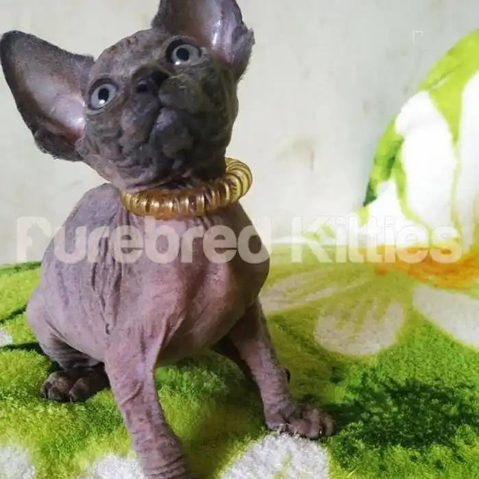 Bandit Male Sphynx Kitten | 3 Months Old | Available for