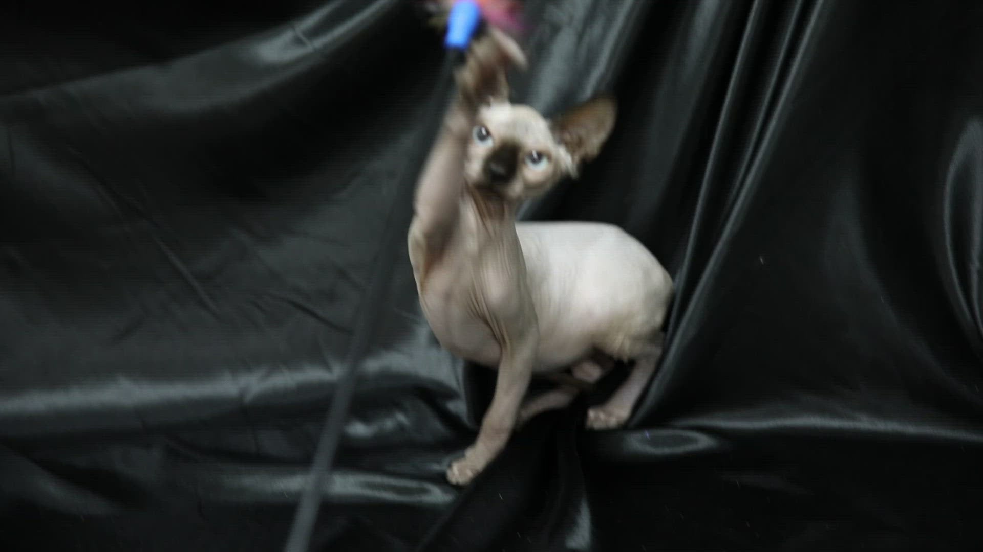 Diego| Sphynx Kitten | Adopted