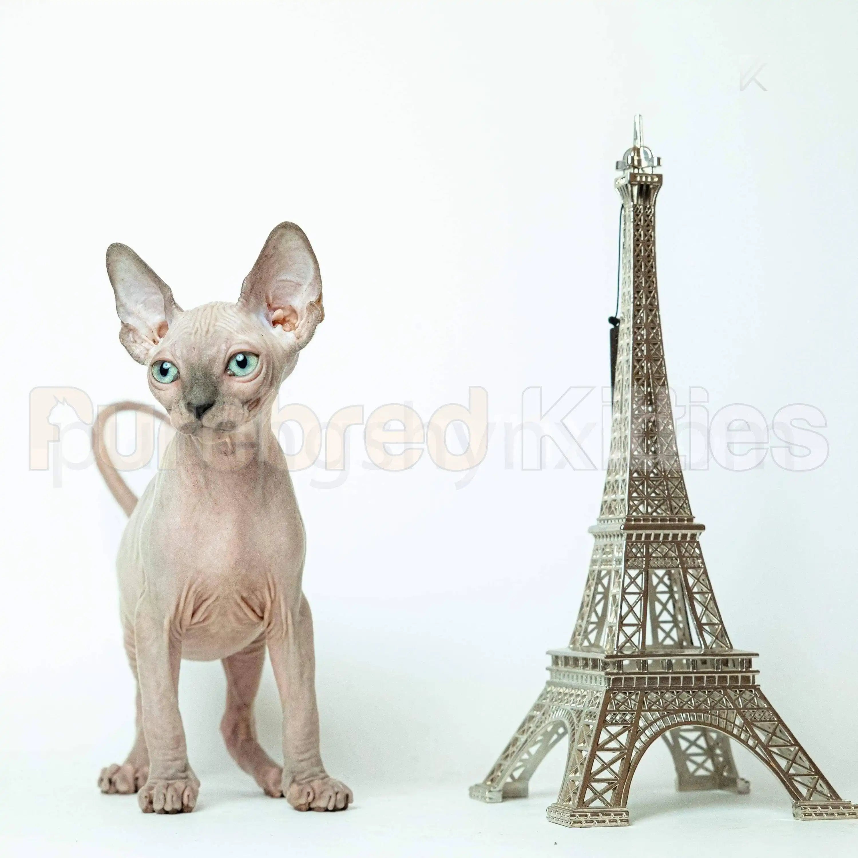 Berry Male Sphynx Kitten | 3.5 Month Old | Available for