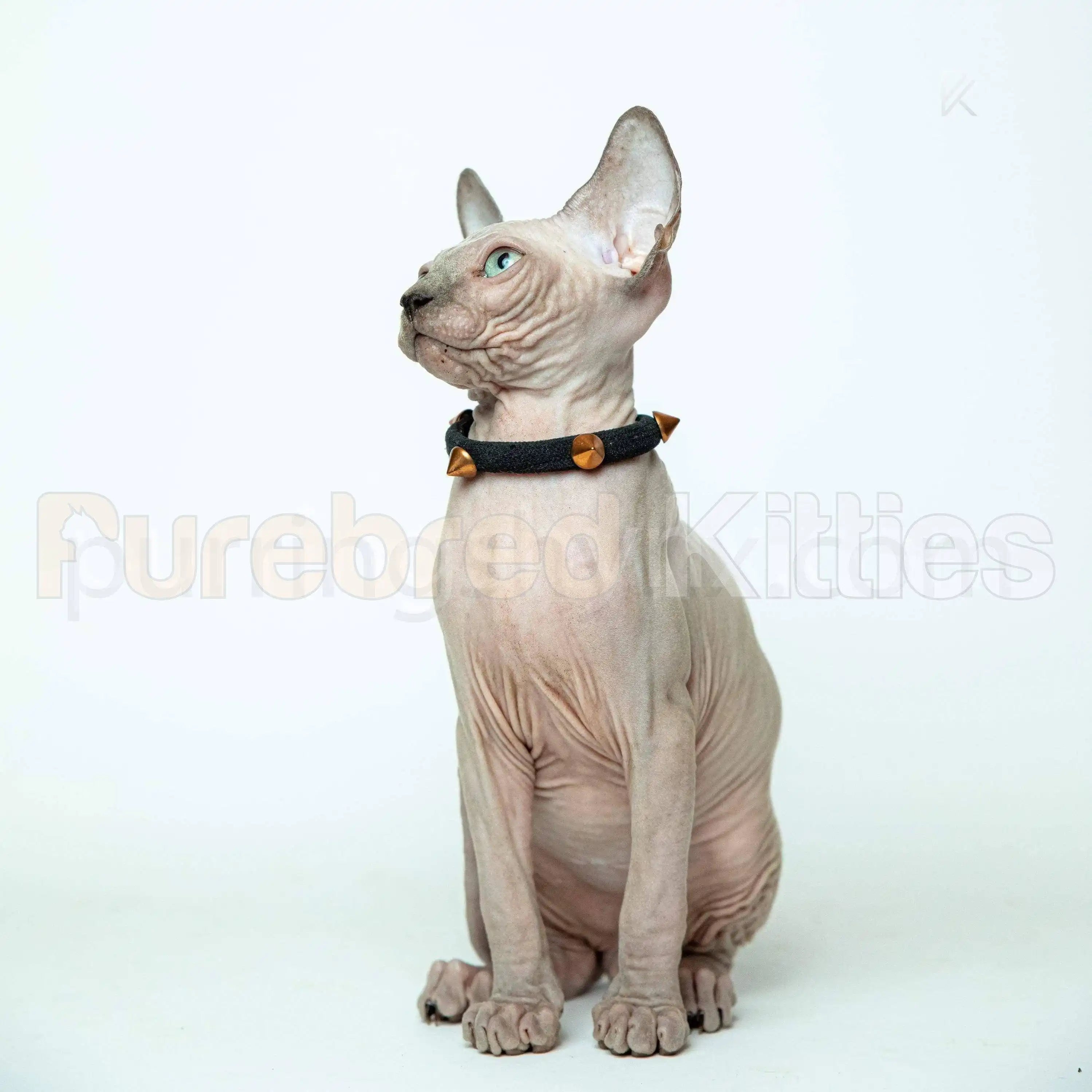 Berry Male Sphynx Kitten | 3.5 Month Old | Available for