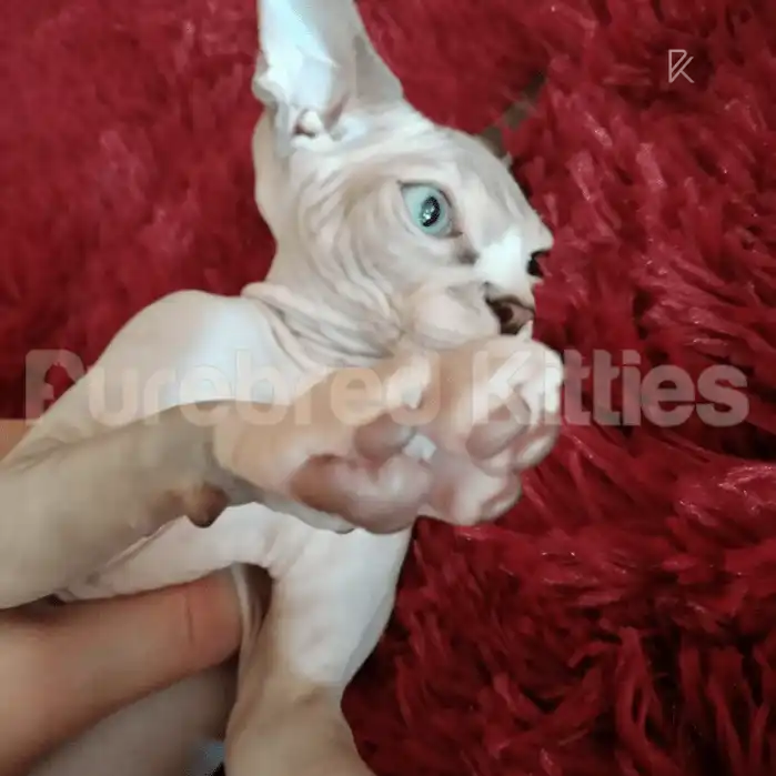 Berry Male Sphynx Kitten | 3.5 Month Old | Available for