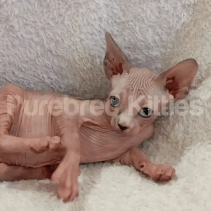 Berry Male Sphynx Kitten | 3.5 Month Old | Available for