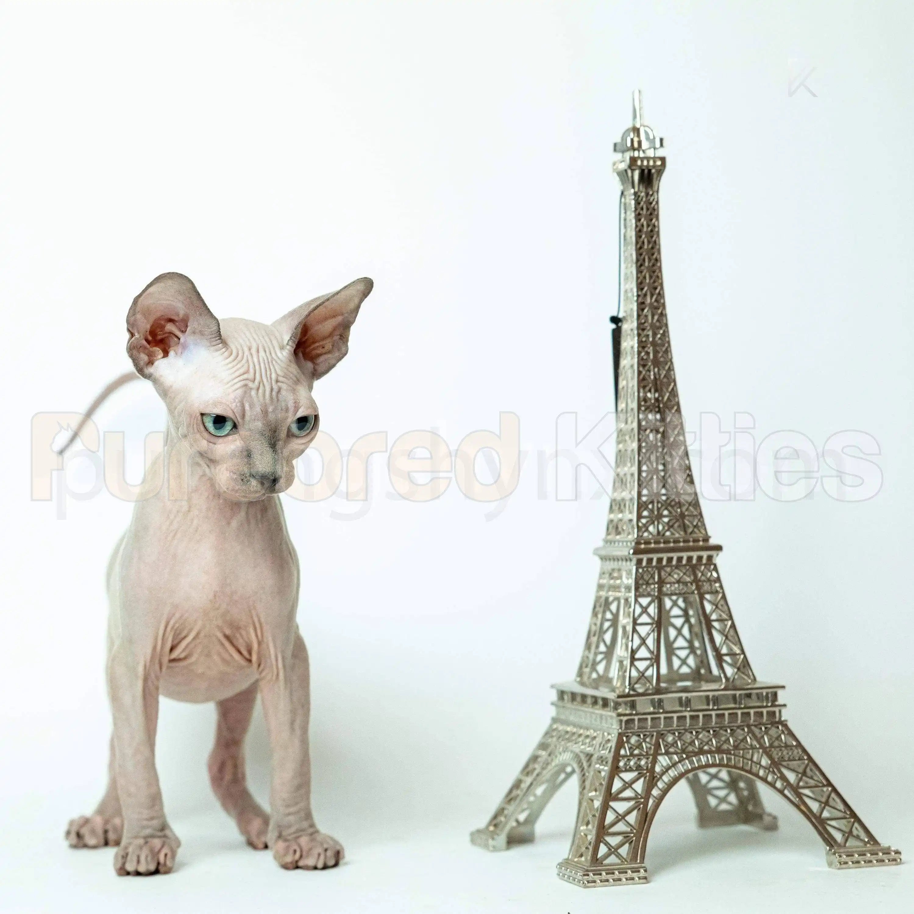 Berry Male Sphynx Kitten | 3.5 Month Old | Available for