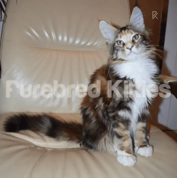 Betty Female Maine Coon Kitten | 3 Months Old | Available