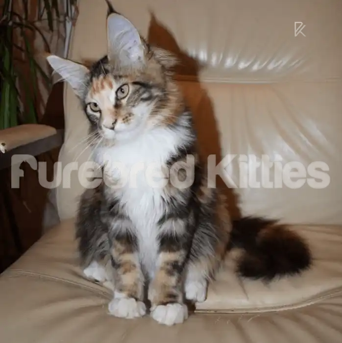 Betty Female Maine Coon Kitten | 3 Months Old | Available