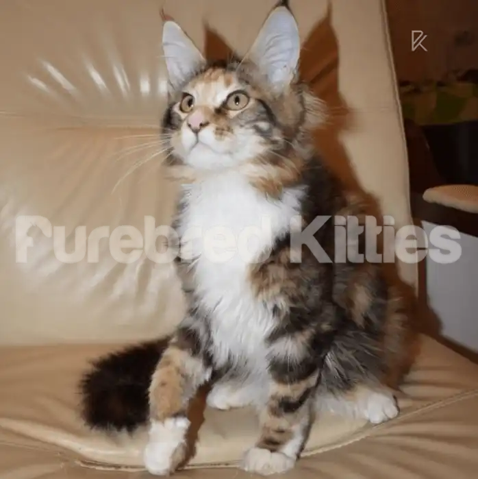 Betty Female Maine Coon Kitten | 3 Months Old | Available