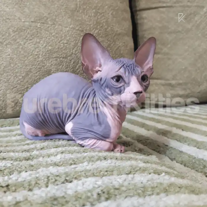 Binx Male Sphynx Kitten | 3 Month Old | Available for Pick