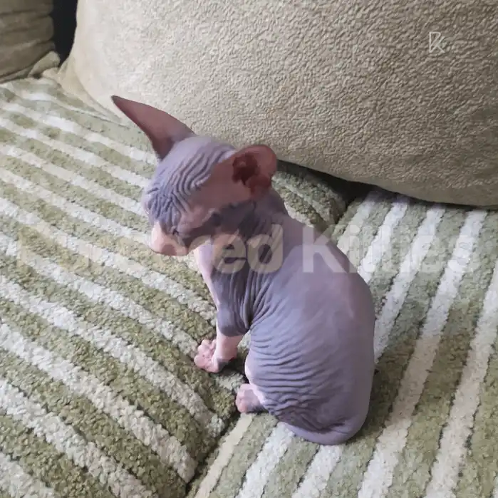 Binx Male Sphynx Kitten | 3 Month Old | Available for Pick