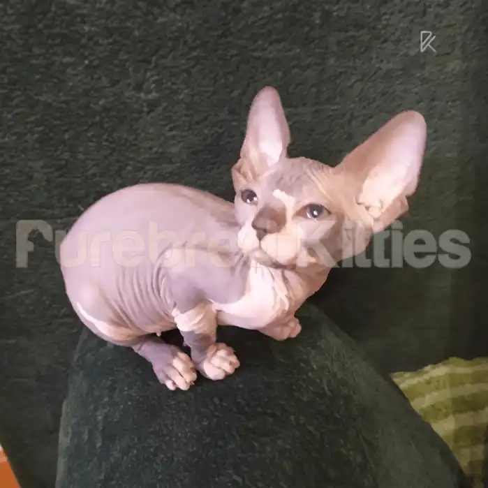 Blu Female Sphynx Kitten | 3 Month Old | Available for Pick