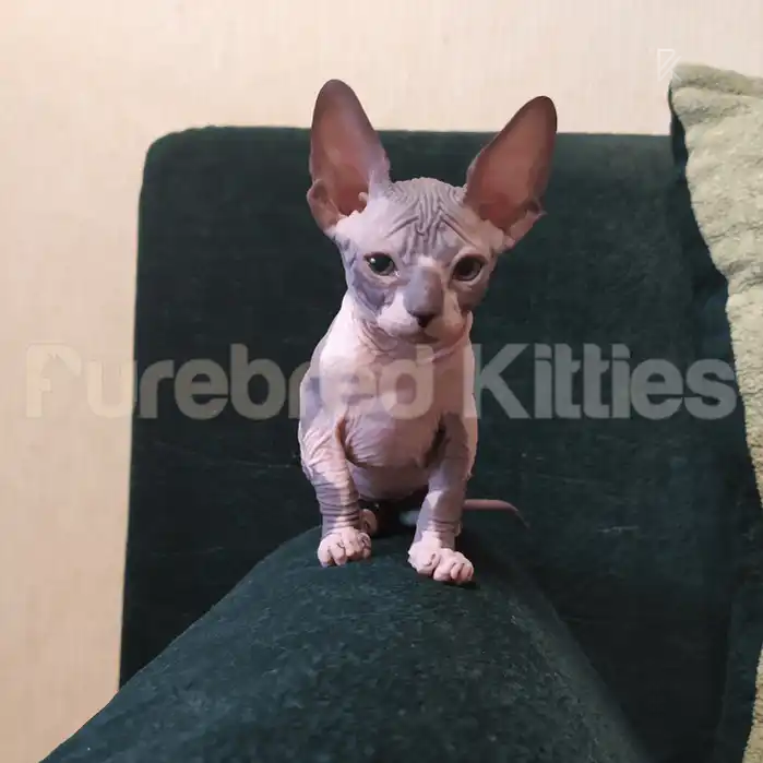 Blu Female Sphynx Kitten | 3 Month Old | Available for Pick
