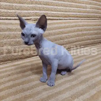 Blue Male Sphynx Kitten | 3 Month Old | Available for Pick