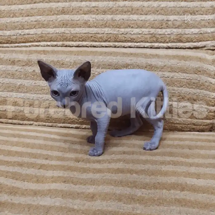 Blue Male Sphynx Kitten | 3 Month Old | Available for Pick